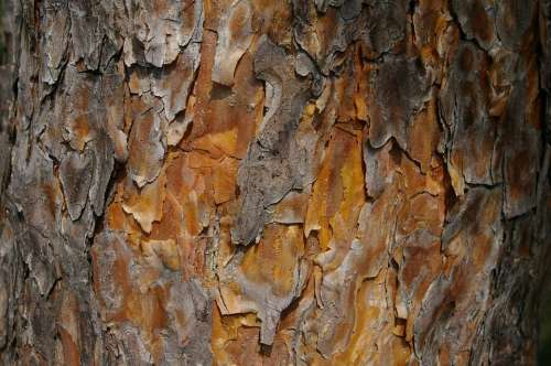 Pine Bark Conifer Tree Frame