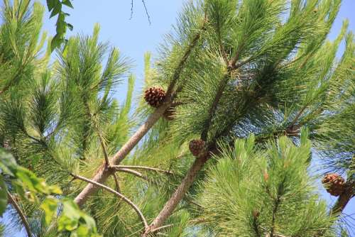 Pine Tap Pine Cones Nature Tree Pinus Pinea Pinus