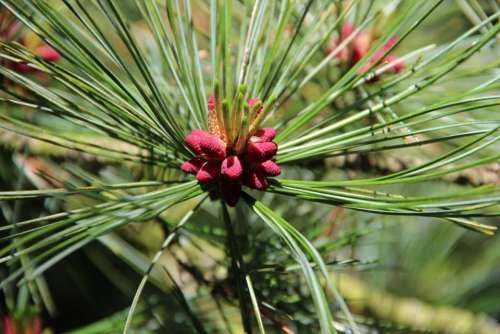 Pine Forest Green Needles