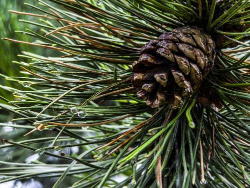 Pine Plant Cone Nature