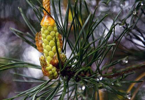 Pine Male Flower Pine Needles Iglak Branch Nature