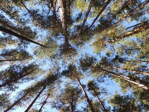 Pine Forest Trees Nature Pine Family Pinus