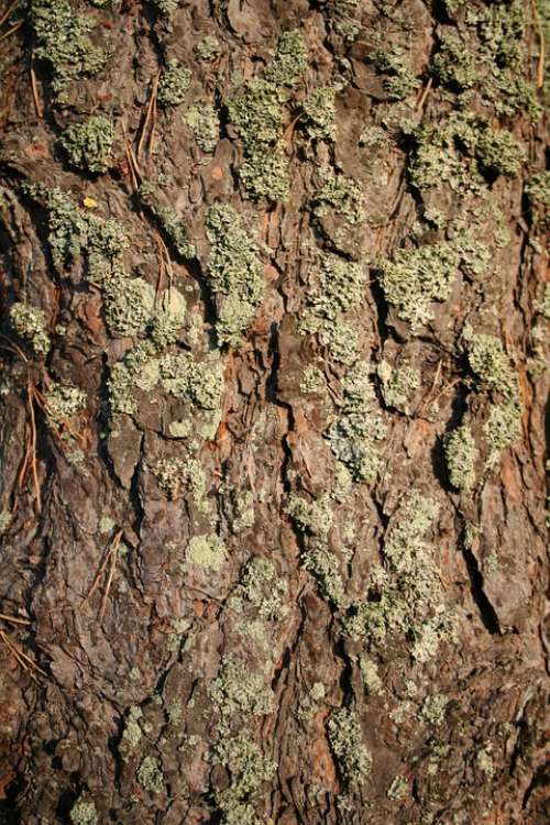 Pine Bark Tree Frame Conifer Needles