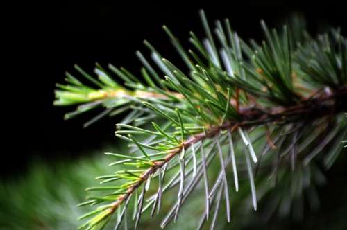 Pine Needle Twig Twigs Tree Evergreen