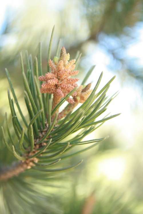 Pine Cembriodes Strobilus Cone Tree Pine Needles