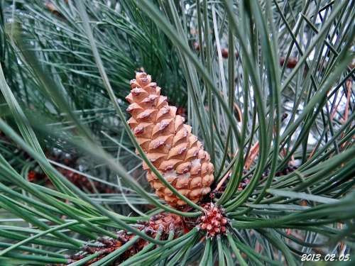 Pine Cone Brown