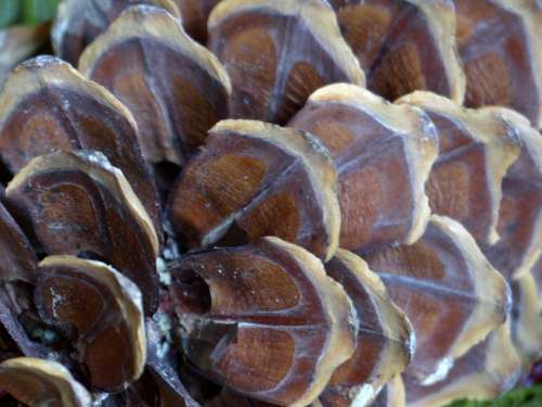 Pine Cone Macro Nature Close-Up Forest Plant