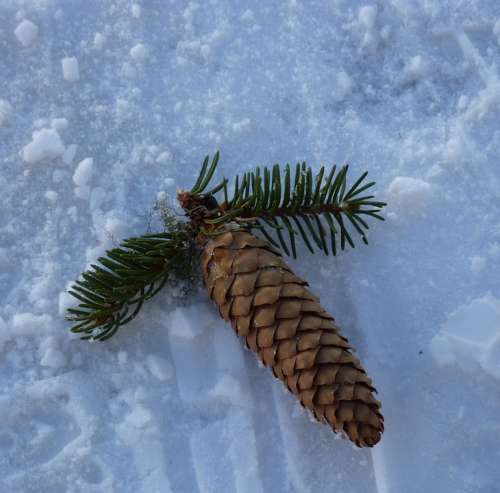 Pine Cones Nature Fir Tree Tree Winter Snow