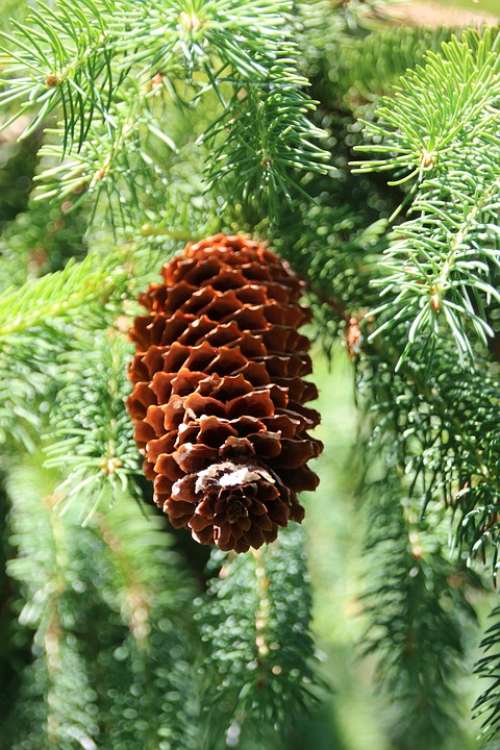 Pine Cones Needles Nature Forest Tree Fir Green