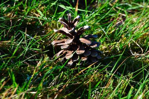 Pine Cones Grass Meadow