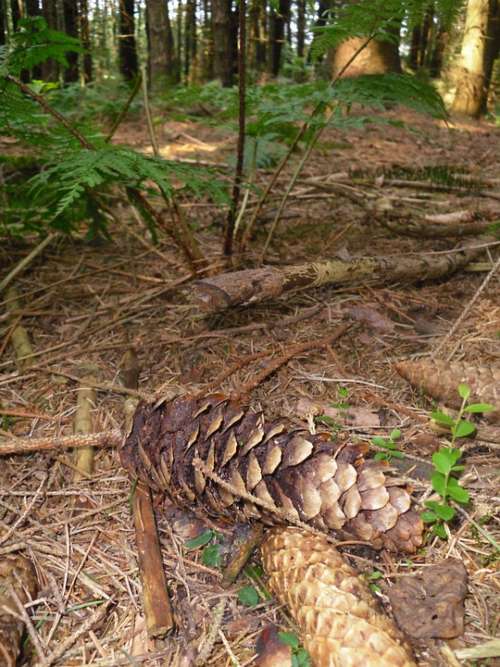 Pine Cones Forest Coniferous Forest Trees