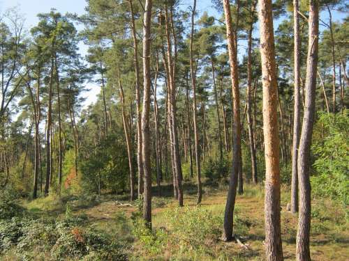 Pine Forest Forest Palatinate