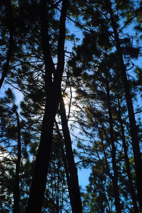 Pine Forest Back Light Silhouette Trees Tall Trees