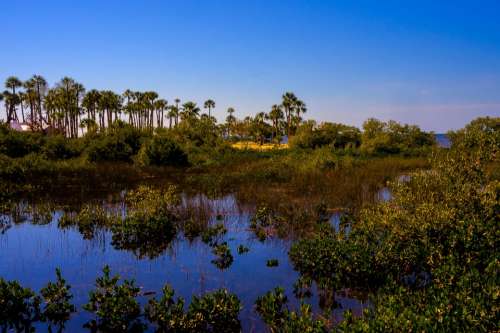 Pine Island Florida Marshlands Palm Trees Tropics