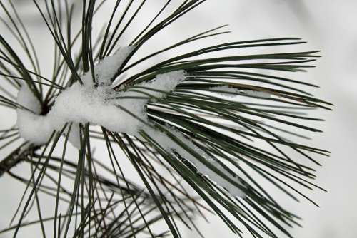 Pine Needles Winter Snow Cold Wintry