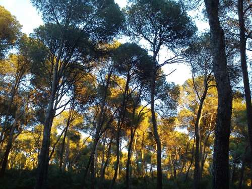 Pine Trees Trees Mallorca Landscape Fresh Wood