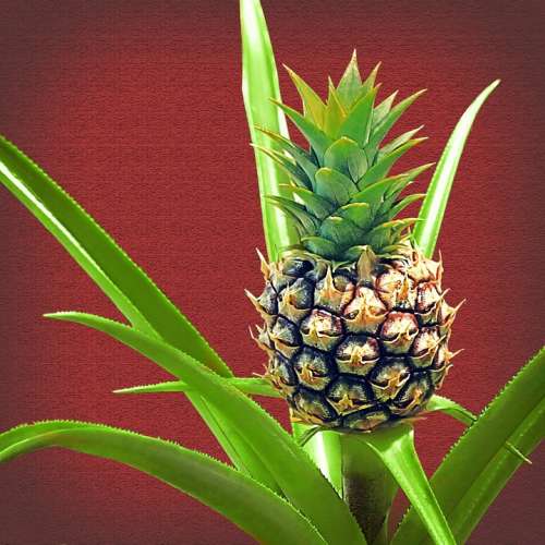 Pineapple Baby Pineapple Plant Fruit Green Tropic