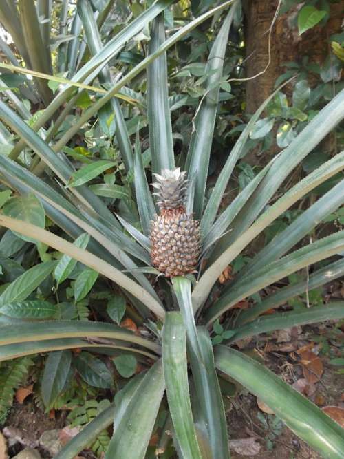 Pineapple Plant Sri Lanka Bush