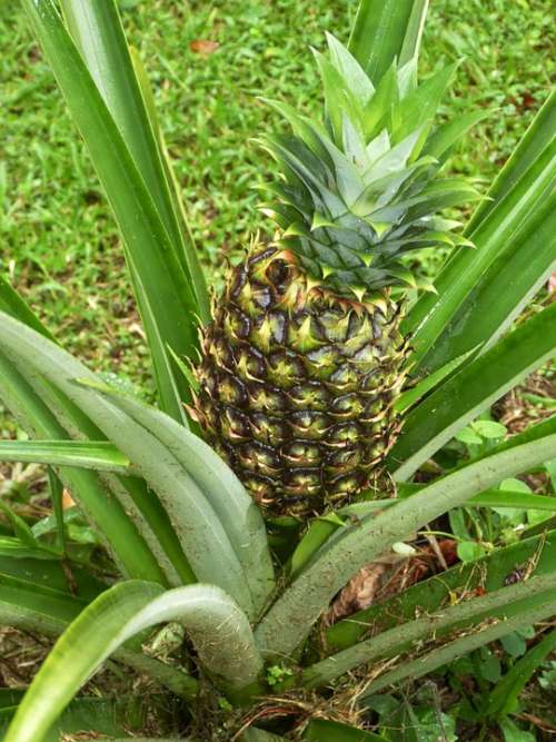 Pineapple Fruits Sweet Fruit Exotic Plant