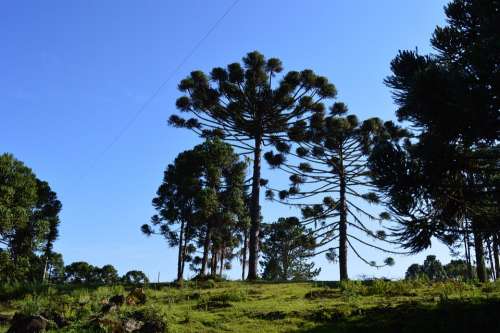 Pinheiro Sky Nature Plant
