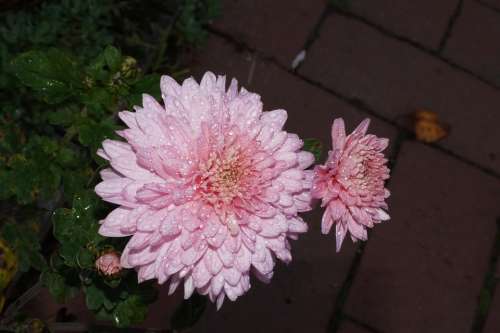 Pink Flower Plant Blossom Bloom Bloom Sweet