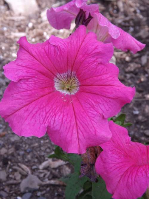 Pink Petunia Bloom Pink Flowers Flower Garden