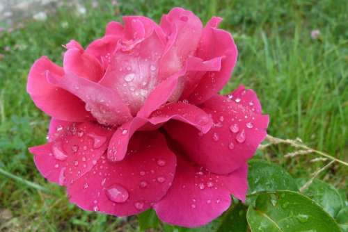 Pink Red Morning Dew Flower Nature Garden Spring