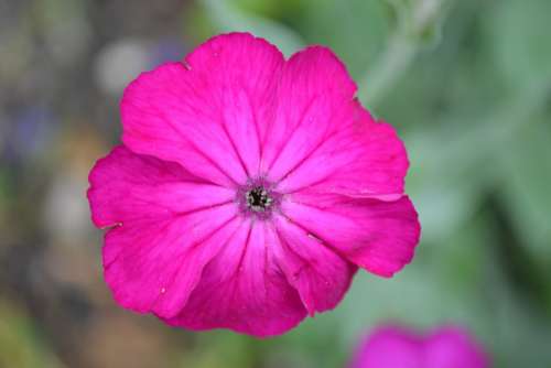 Pink Flower Close-Up Nature Plant Petals