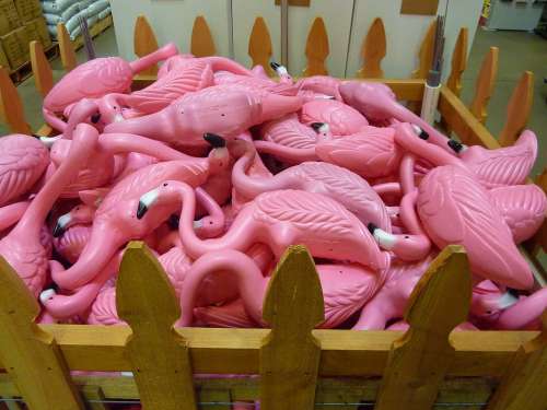 Pink Flamingo Bird Color Macro Close-Up Colorful