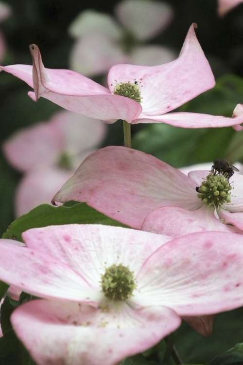 Pink Dogwood Flowers Cornus