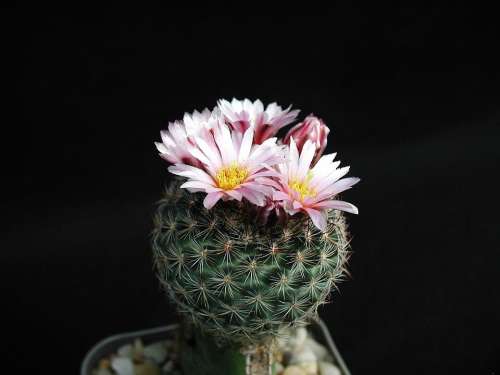 Pink Barbed Cactus Flowers Plants Flora