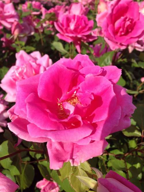 Pink Rose Flower Nature Beautiful Floral Love