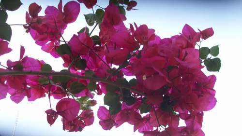 Pink Blossom Bloom Nature Plant Flowers Flora