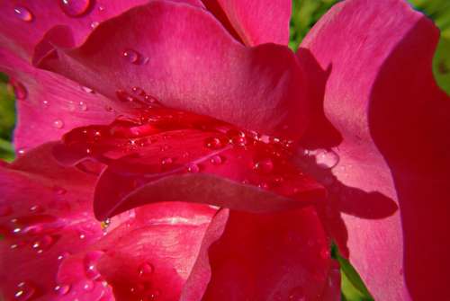 Pink Rosebush Flowers Dew Nature Petals