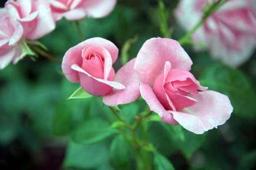 Pink Green Flowers Roses