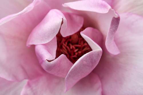 Pink Garden Flowers Plants Background