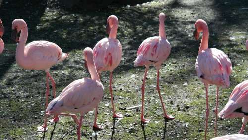 Pink Flamingo Flamingos Bill Exotic Nature Zoo