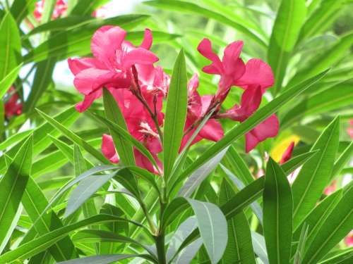 Pink Flowers Greenery Flowers Garden Colorful