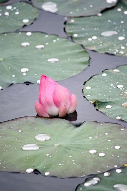 Pink Lotus Flower Faded Green Leaves Old Lotus Leaf