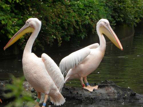 Pink Pelican Pelikan Pink Bird Animal Birds