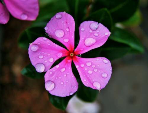 Pink Periwinkle Flower Pink Simple Rain Drops