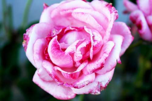 Pink Roses Love Passion Valentine'S Day Flower