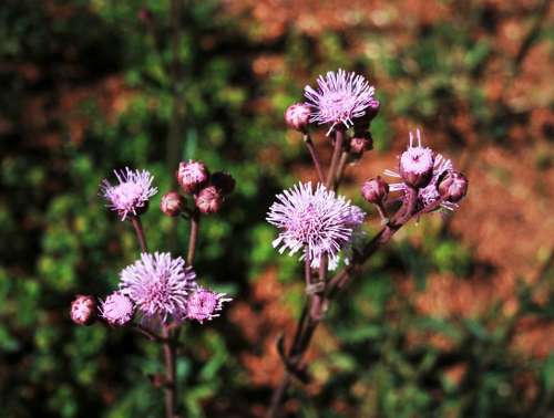 Pink Thistle Flower Pink Thistle Veld Wild