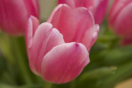 Pink Tulips Flower Tulip Background Flowers