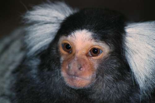 Pinselohraffe Monkey Animal Animal World Mammal