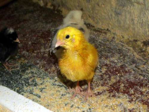 Pint Chicken Bird Animal Yellow Puppy