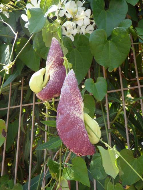 Pipe Flower Striking Plant Flower Plant Creeper