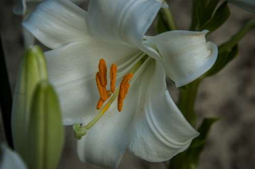Pistil Lily White Blossom Bloom Flower Pollen