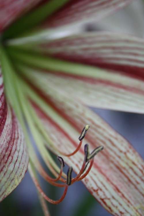 Pistil Blossom Bloom Calyx Lily Close Up Flower