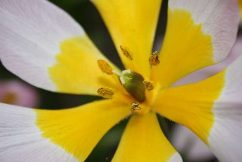 Pistil Blossom Bloom Pollen Flower White Yellow